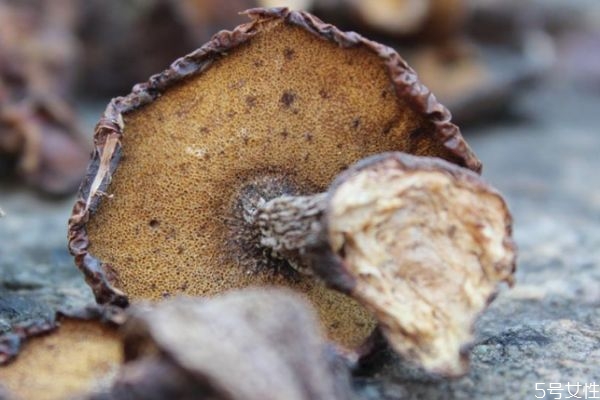 松蘑的生長(zhǎng)環(huán)境是什么樣的 松蘑的生長(zhǎng)環(huán)境是什么樣的