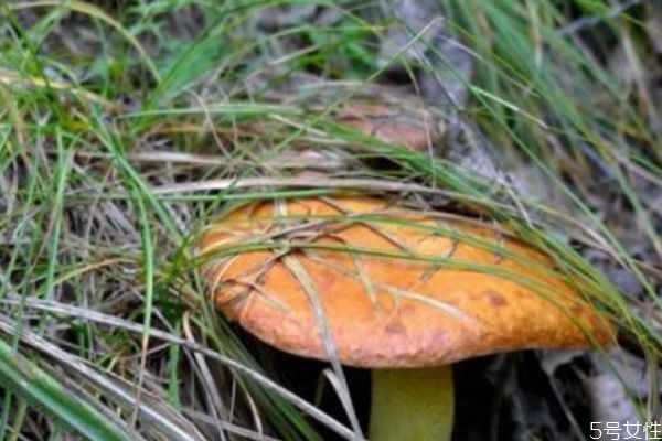 松蘑怎么保存才不容易壞 松蘑怎么保存才不容易壞