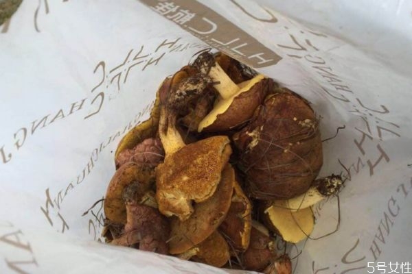 松蘑怎么清洗才沒(méi)有雜質(zhì) 松蘑怎么清洗才沒(méi)有雜質(zhì)