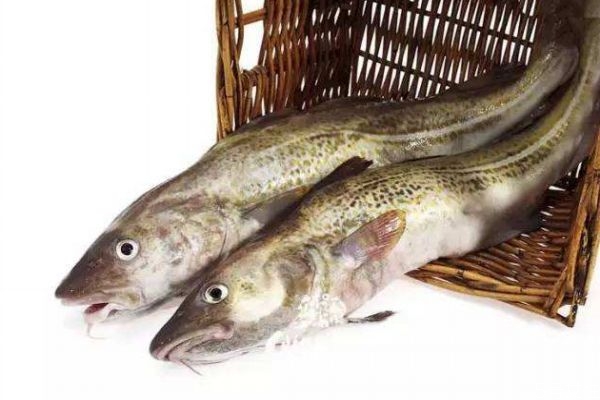 明太魚有什么營養(yǎng)價值呢 吃明太魚有什么好處呢 明太魚有什么營養(yǎng)價值呢 吃明太魚有什么好處呢