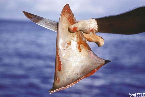 什么是魚翅呢 魚翅有什么營養(yǎng)價(jià)值呢 什么是魚翅呢 魚翅有什么營養(yǎng)價(jià)值呢