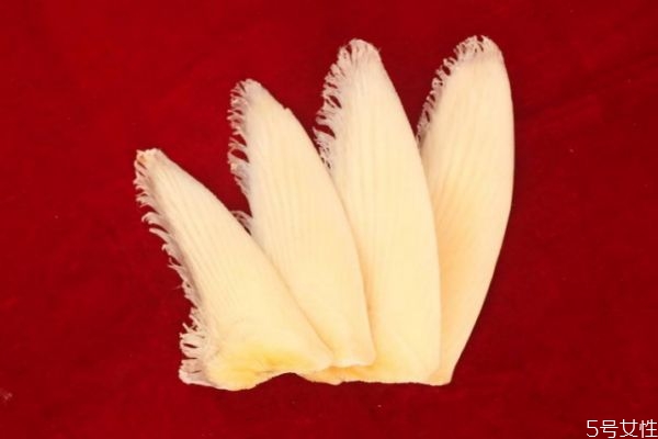 什么是魚翅呢 魚翅有什么營養(yǎng)價(jià)值呢 什么是魚翅呢 魚翅有什么營養(yǎng)價(jià)值呢