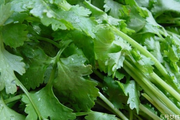 香菜有什么營養(yǎng)價(jià)值呢 吃香菜有什么好處呢 香菜有什么營養(yǎng)價(jià)值呢 吃香菜有什么好處呢