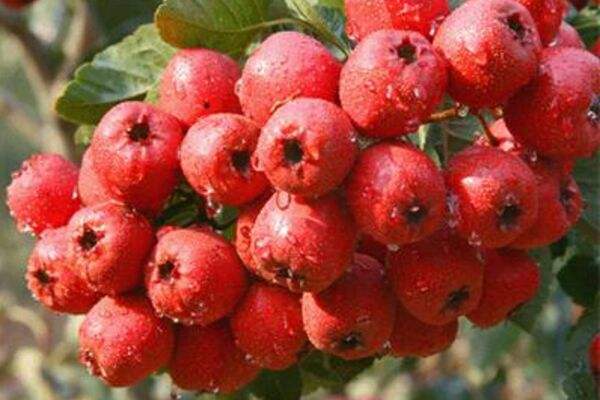 山楂用什么鍋煮好 為什么山楂不能用鐵鍋煮 山楂用什么鍋煮好 為什么山楂不能用鐵鍋煮