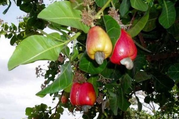 腰果是怎么來的呢 腰果什么時候成熟呢 腰果是怎么來的呢 腰果什么時候成熟呢