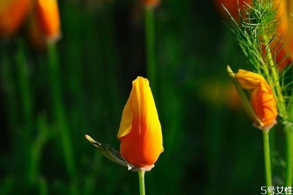 花菱草的花語(yǔ)是什么呢 花菱草的種植有什么注意呢