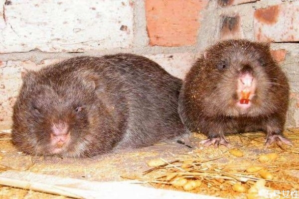 竹鼠皮毛有什么用 竹鼠皮毛的處理注意干燥 竹鼠皮毛有什么用 竹鼠皮毛的處理注意干燥