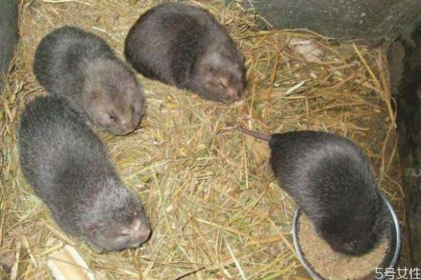 竹鼠怎么殺 新手養(yǎng)殖竹鼠的注意事項(xiàng) 竹鼠怎么殺 新手養(yǎng)殖竹鼠的注意事項(xiàng)