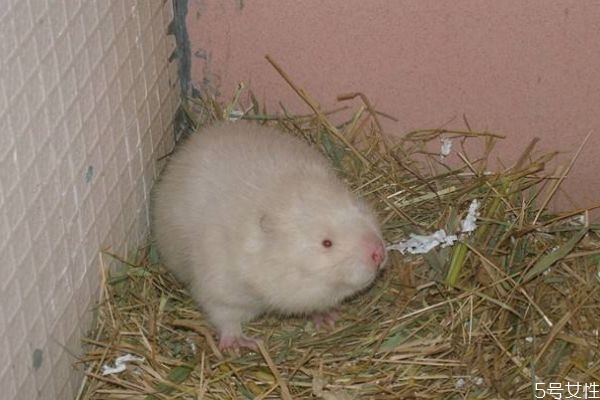 野生竹鼠怎么抓 野生竹鼠與養(yǎng)殖竹鼠的區(qū)別 野生竹鼠怎么抓 野生竹鼠與養(yǎng)殖竹鼠的區(qū)別