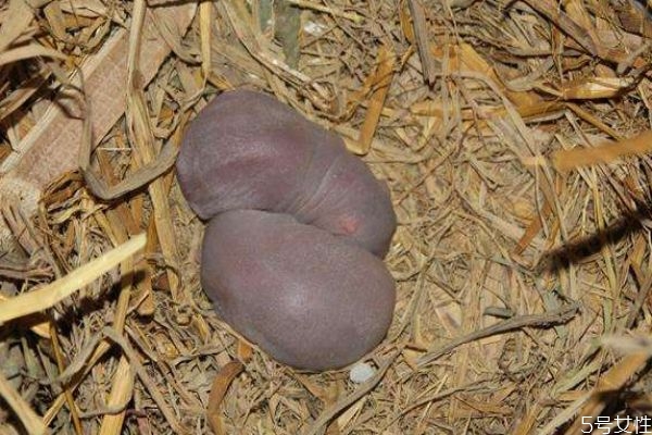 野生竹鼠怎么抓 野生竹鼠與養(yǎng)殖竹鼠的區(qū)別 野生竹鼠怎么抓 野生竹鼠與養(yǎng)殖竹鼠的區(qū)別