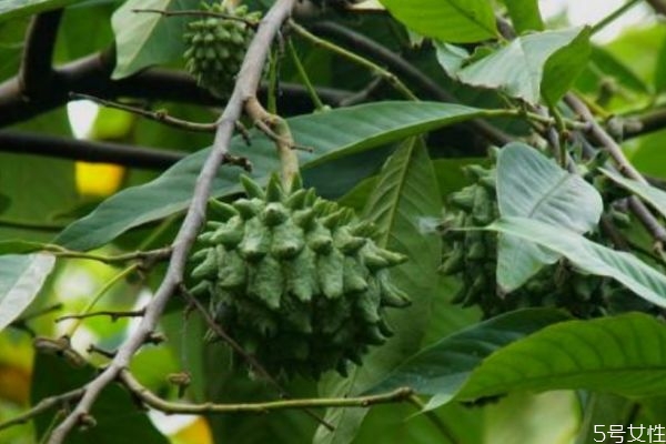 吃霹靂果有什么注意的呢 孕婦可以吃霹靂果嗎 吃霹靂果有什么注意的呢 孕婦可以吃霹靂果嗎