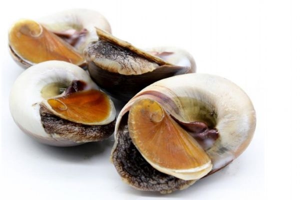 什么是香螺呢 香螺有什么營養(yǎng)價值呢 什么是香螺呢 香螺有什么營養(yǎng)價值呢