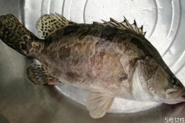 什么是桂花魚呢 桂花魚有什么營養(yǎng)價(jià)值呢 什么是桂花魚呢 桂花魚有什么營養(yǎng)價(jià)值呢