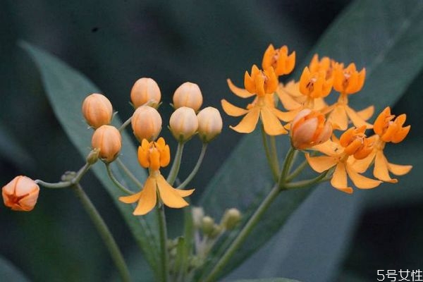馬利筋的花語(yǔ)是什么呢 馬利筋的種植有什么注意的呢 馬利筋的花語(yǔ)是什么呢 馬利筋的種植有什么注意的呢