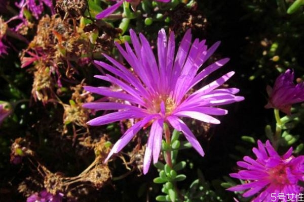 松葉菊的花語(yǔ)是什么呢 松葉菊的種植有什么注意的呢