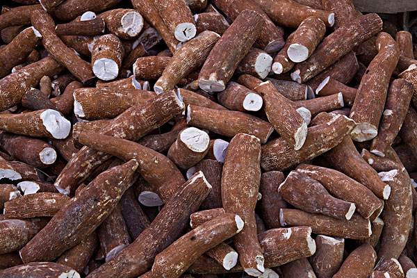 木薯可以直接蒸熟吃嗎 木薯怎么處理才能吃 木薯可以直接蒸熟吃嗎 木薯怎么處理才能吃