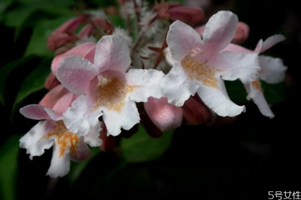 猬實(shí)的花語是什么呢 猬實(shí)的種植有什么注意的呢