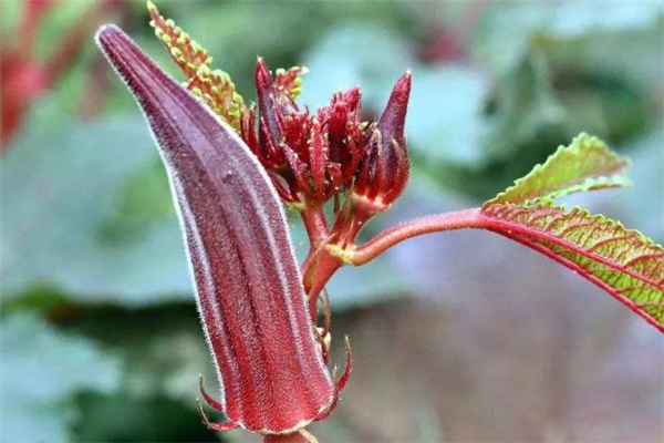 紅秋葵和綠秋葵的區(qū)別 紅秋葵和綠秋葵可以一起吃嗎 紅秋葵和綠秋葵的區(qū)別 紅秋葵和綠秋葵可以一起吃嗎