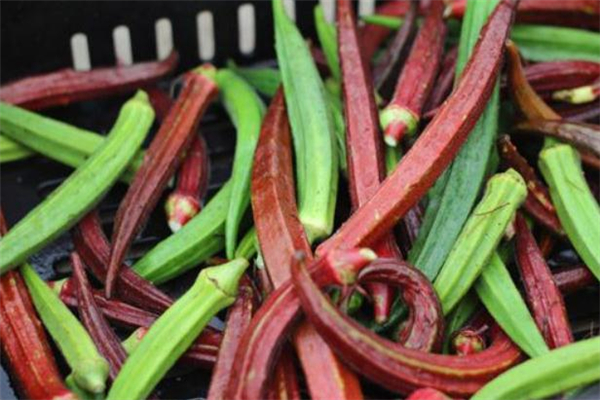 孕婦可以吃紅秋葵嗎 孕婦吃紅秋葵對(duì)胎兒好嗎