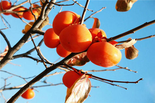 吃柿子的最佳時(shí)間 柿子吃多了有什么壞處 吃柿子的最佳時(shí)間 柿子吃多了有什么壞處