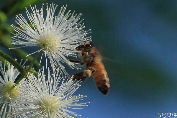 銀合歡的花語是什么呢 銀合歡的種植有什么注意的呢 銀合歡的花語是什么呢 銀合歡的種植有什么注意的呢