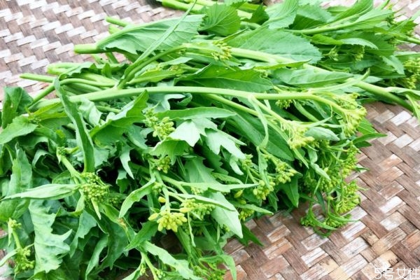 什么是沖菜呢 沖菜應該怎么做呢 什么是沖菜呢 沖菜應該怎么做呢