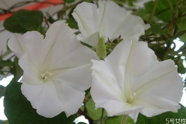 月光花的花語是什么呢 月光花的種植有什么注意的呢 月光花的花語是什么呢 月光花的種植有什么注意的呢