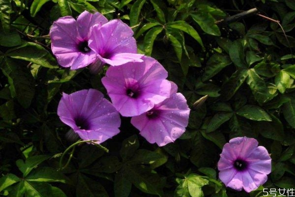 月光花的花語是什么呢 月光花的種植有什么注意的呢 月光花的花語是什么呢 月光花的種植有什么注意的呢