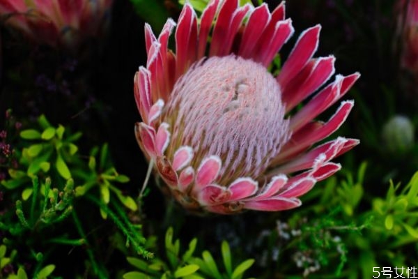 什么是帝王花呢 帝王花有什么作用呢 什么是帝王花呢 帝王花有什么作用呢