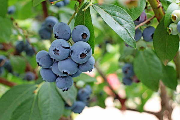 怎么判斷藍莓是否新鮮 野生藍莓和藍莓的區(qū)別