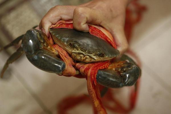 青蟹能用淡水養(yǎng)嗎 青蟹死了多久不能吃 青蟹能用淡水養(yǎng)嗎 青蟹死了多久不能吃