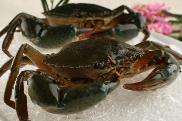 青蟹能用淡水養(yǎng)嗎 青蟹死了多久不能吃 青蟹能用淡水養(yǎng)嗎 青蟹死了多久不能吃