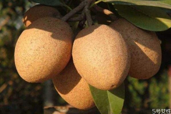 人心果有什么營養(yǎng)價值 吃人心果有什么好處