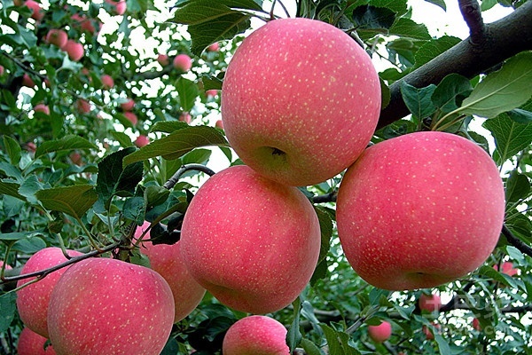 吃煮蘋(píng)果有什么功效 煮蘋(píng)果多長(zhǎng)時(shí)間好