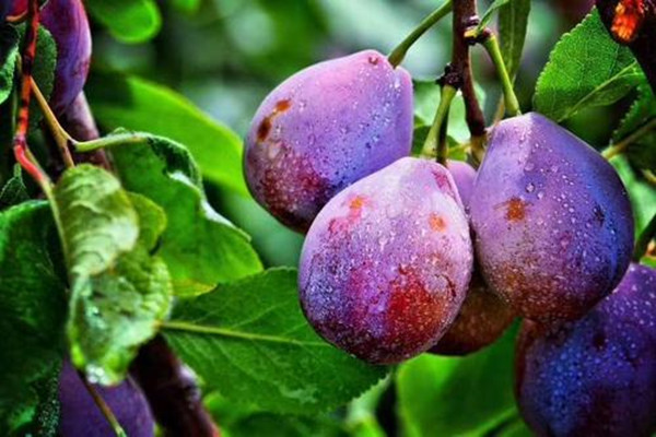 新鮮西梅能帶皮一起吃嗎 吃新鮮西梅的好處 新鮮西梅能帶皮一起吃嗎 吃新鮮西梅的好處