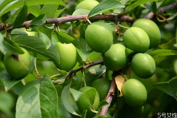  胃不好可以吃青梅嗎 青梅一天適合吃多少