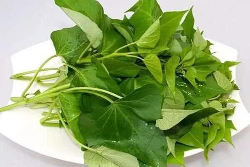 紅薯葉有減肥功效嗎 紅薯葉怎么做減肥 紅薯葉有減肥功效嗎 紅薯葉怎么做減肥