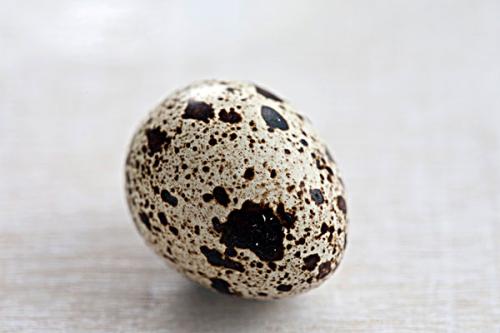 鵪鶉蛋是什么鳥下的蛋 鵪鶉蛋一天適合吃多少