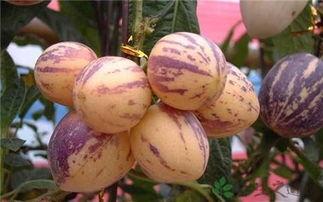 人參果長的好還是圓的好 人參果沒熟能吃嗎