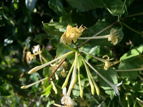 吃什么能清熱去火 西米木瓜奶露怎么做 吃什么能清熱去火 西米木瓜奶露怎么做