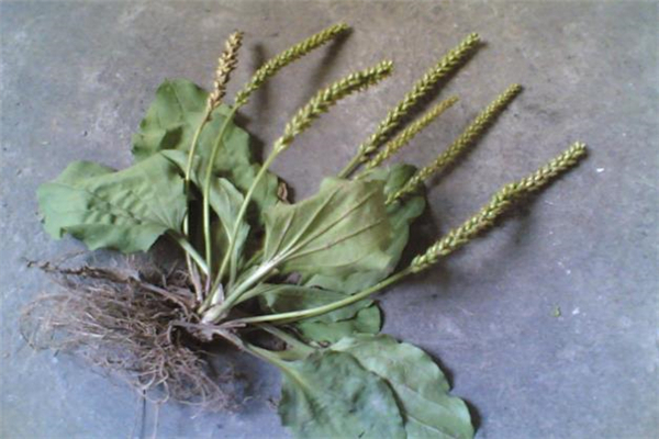 車前草能治前列腺炎嗎 車前草治前列腺炎多久見(jiàn)效