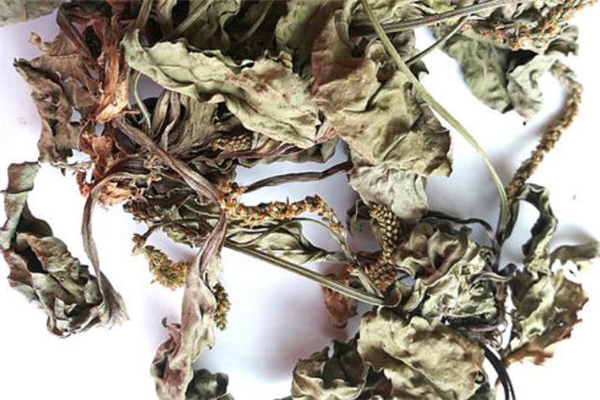 車前草能治前列腺炎嗎 車前草治前列腺炎多久見(jiàn)效