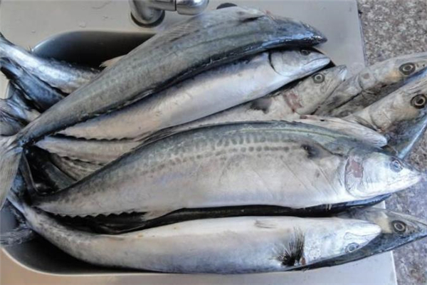 吃鲅魚會(huì)過敏嗎 吃鲅魚過敏怎么辦 吃鲅魚會(huì)過敏嗎 吃鲅魚過敏怎么辦