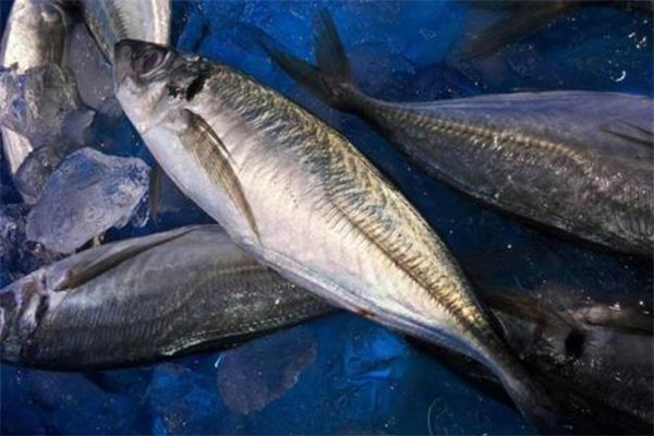 馬鮫魚(yú)越大越好吃嗎 馬鮫魚(yú)產(chǎn)自哪里