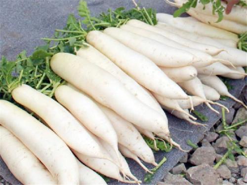 白蘿卜是感光食物嗎 白蘿卜為什么會有黑心的 白蘿卜是感光食物嗎 白蘿卜為什么會有黑心的