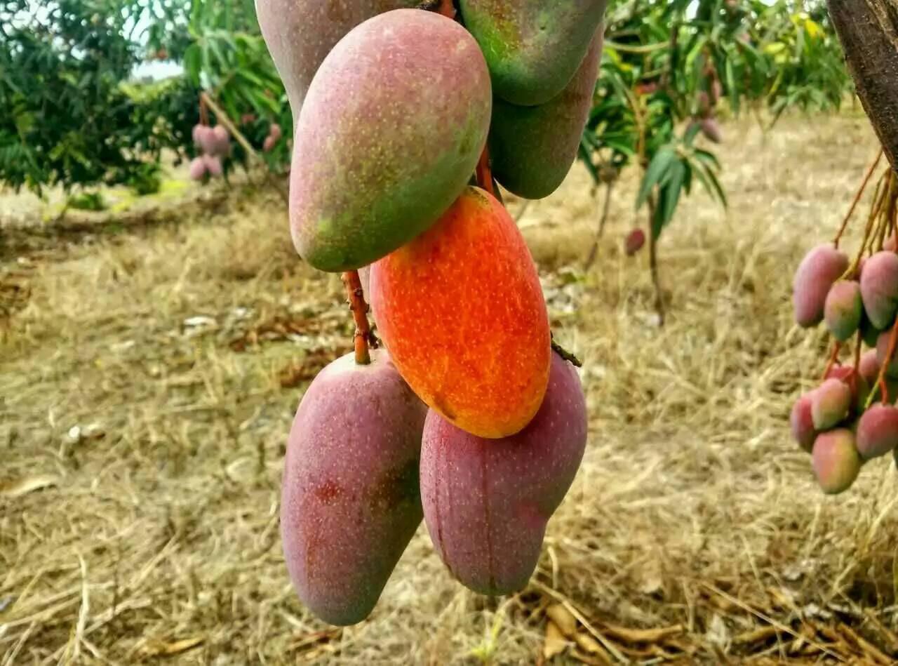 貴妃芒熟了是什么顏色 貴妃芒熟了是什么樣 貴妃芒熟了是什么顏色 貴妃芒熟了是什么樣