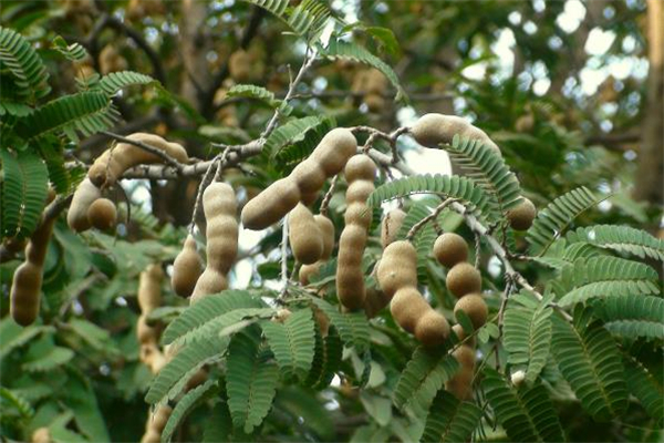 酸角多少錢一斤 酸角是酸性食物嗎