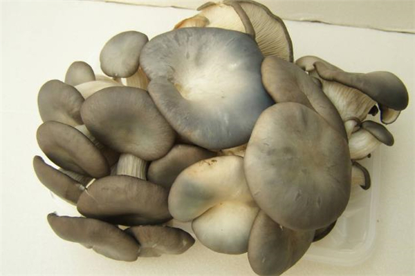 平菇可以冷凍保存嗎 平菇冷藏還是冷凍好 平菇可以冷凍保存嗎 平菇冷藏還是冷凍好