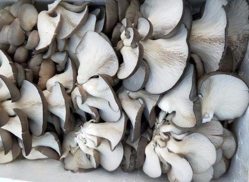 平菇發(fā)黃能吃嗎 平菇一捏就碎還能吃嗎 平菇發(fā)黃能吃嗎 平菇一捏就碎還能吃嗎