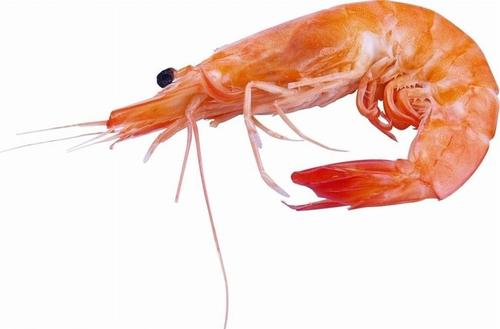 燒水壺可以煮蝦嗎 燒水壺煮蝦用冷水還是熱水 燒水壺可以煮蝦嗎 燒水壺煮蝦用冷水還是熱水